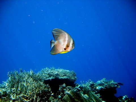 bafish on the great barrier reef