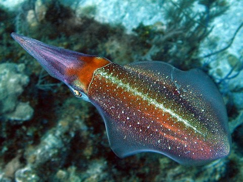 a squid in the grand cayman
