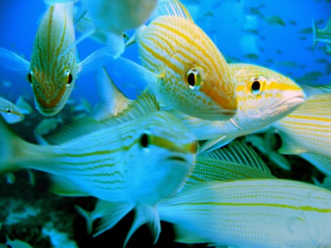 some happy little fish in bimini
